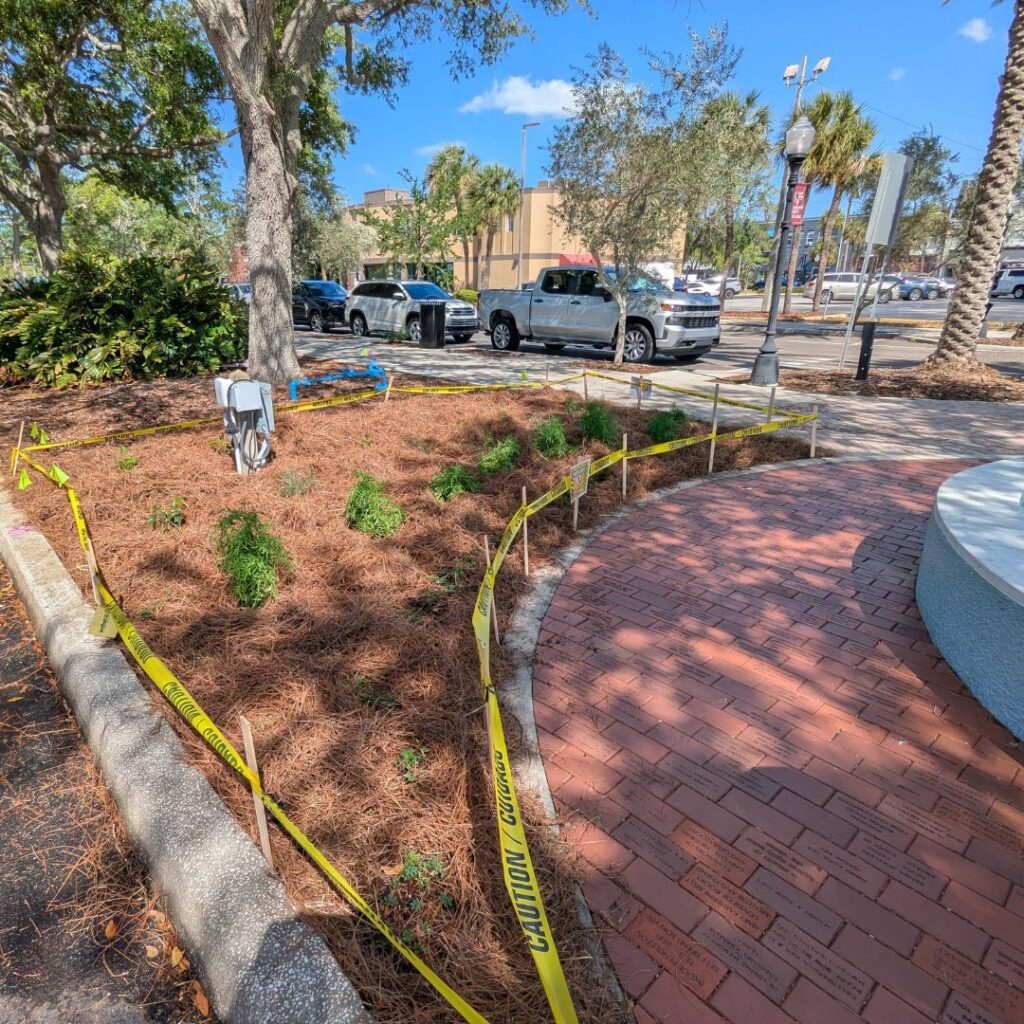 photo of new native florida garden